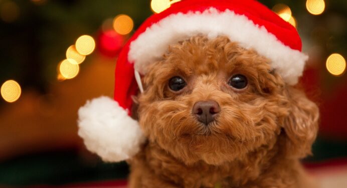 Костюм Санта Клауса і роги оленя: ви будете довго сміятись, коли побачите собак у новорічних костюмах (ФОТО) 