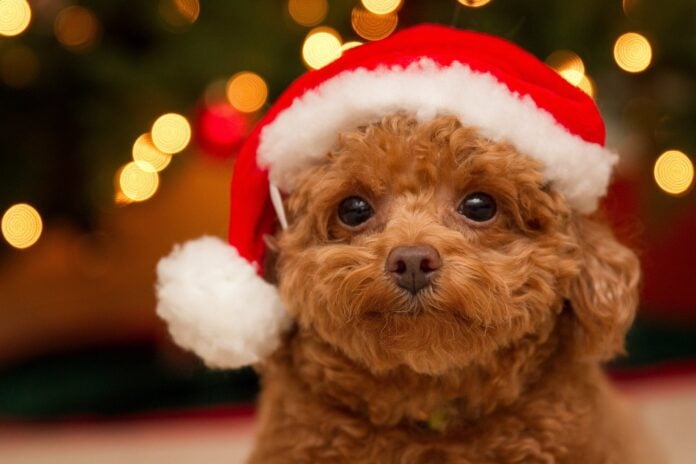 Смішні фото собак у новорічних костюмах