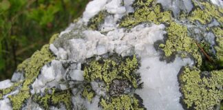 Садівник розповів, чому не можна зривати лишайник 