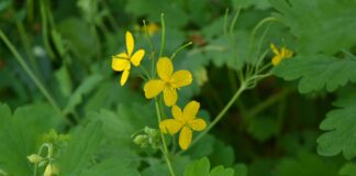 Користь і шкода чистотілу