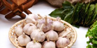 Городник розповів, як правильно збирати часник