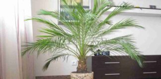 Садівник розповів, як проростити фінікову пальму з кісточки