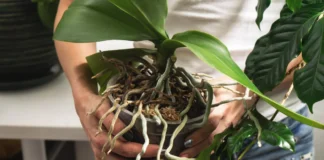 Чим краще підживити орхідею вдома: народні методи 