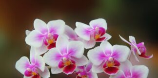 Експерти пояснили, як часто потрібно поливати орхідеї для цвітіння