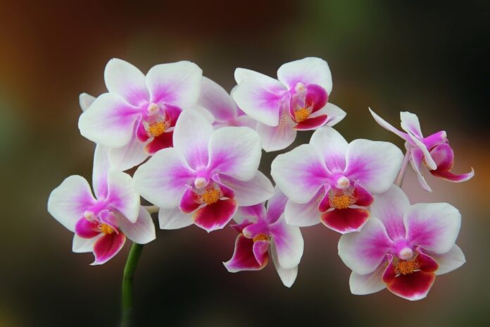 Експерти пояснили, як часто потрібно поливати орхідеї для цвітіння