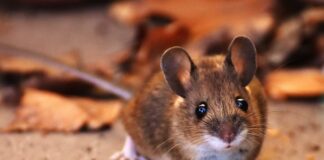 Як позбутись від мишей вдома