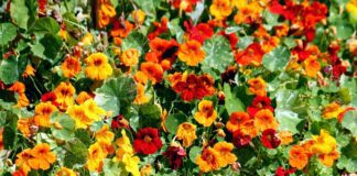 Квітникарі розповіли, яке насіння найкраще для підзимового посіву