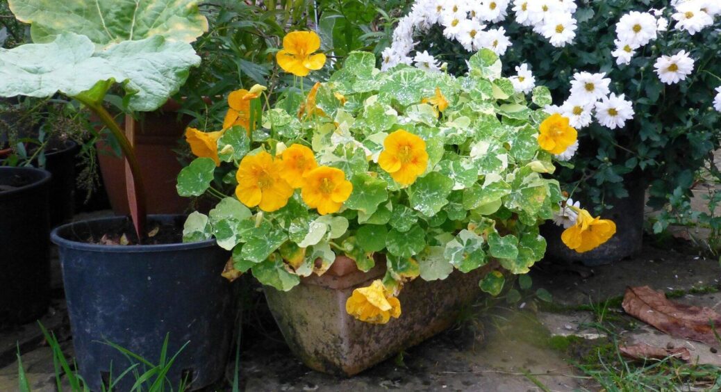 Як правильно посадити клумбу за парканом: 5 сортів квітів, які прикрасять вашу прибудинкову територію 