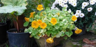 Садівник назвав 5 сортів квітів, які слід висадити за парканом