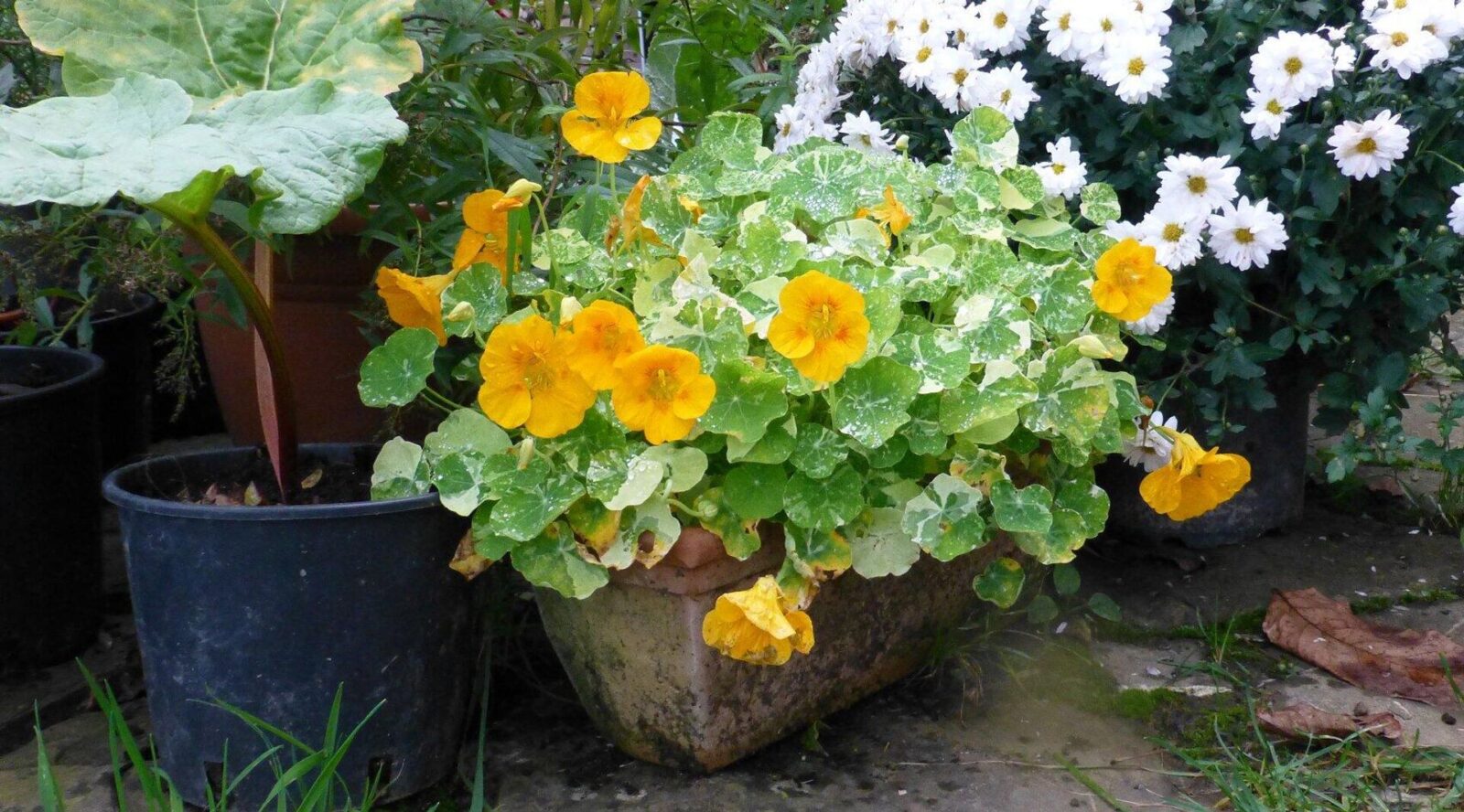 Садівник назвав 5 сортів квітів, які слід висадити за парканом