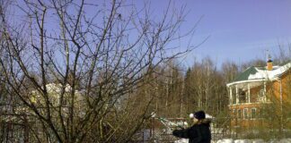 Садівник пояснив, чому не можна обрізати плодові дерева у грудні