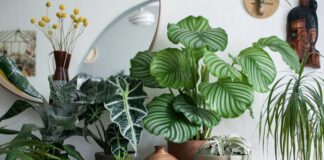 Садівник розповів, як зрозуміти, що рослина починає хворіти