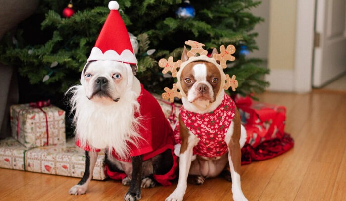 Собаки позують біля ялинки у костюмі Санта Клауса та оленя з рогами