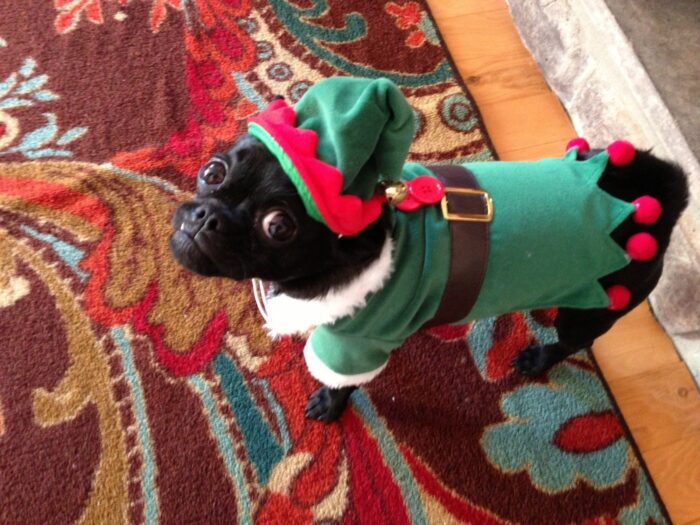 Собака у зеленому костюмі ельфа на новорічні свята