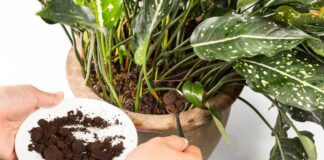 Експерти назвали поширені помилки при вирощуванні кімнатних рослин