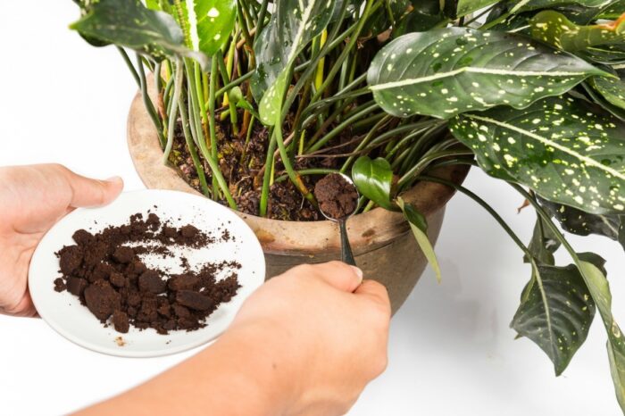 Експерти розповіли, як правильно удобрювати кімнатні рослини та квіти кавовою гущею