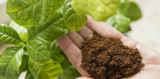 Рецепт турбо-добрива для розпушення землі: всього одна ложка на відро