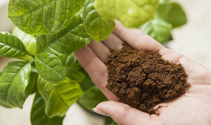 Як використовувати на городі каву для добрива рослин і різних культур