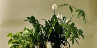 Які квіти вирощують з листка