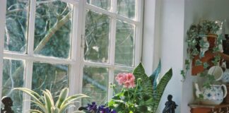 Експерти розповіли, яка домашня квітка притягує жіноче щастя