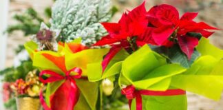 Езотерики перелічили рослини, які приносять в дім добробут