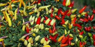 Городник розповів, як виростити декоративний перець вдома