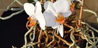 Квітникар розповів, як правильно підживлювати орхідею кавою