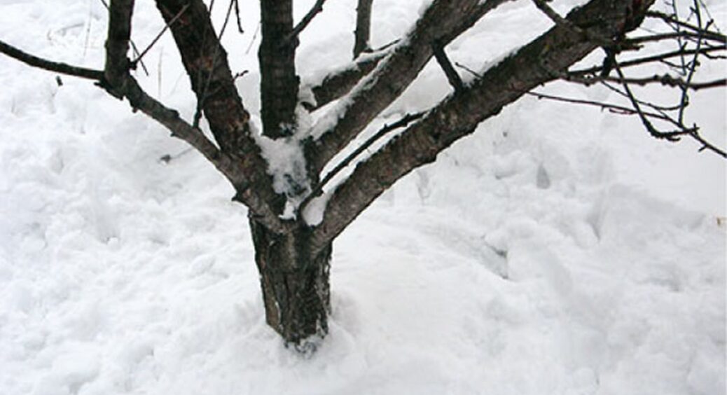 Знімаю зимові гнізда шкідників із розвилок – і бруньки залишаються цілими на 100%: санітарна обрізка в дії 