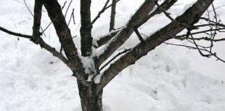 Садівники розповіли, як обрізати дерева у грудні 