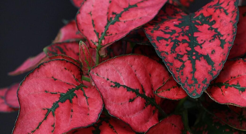 Краще Різдвяника, а доглядати простіше: як посадити вдома гіпоестес — інструкція та поради 