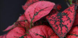 Навіщо вдома саджати гіпоестес: поради експертів