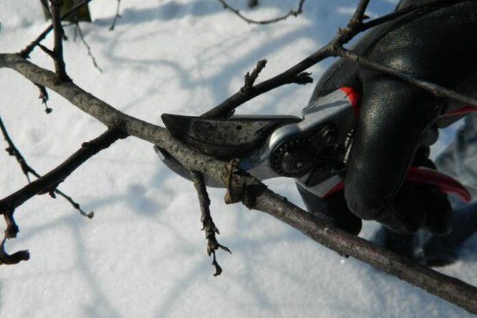 Які рослини не можна обрізати в лютому Які рослини не можна обрізати в лютому