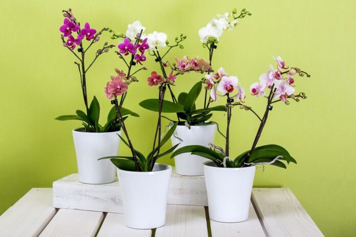 Експерти назвали універсальне добриво для квіту орхідеї