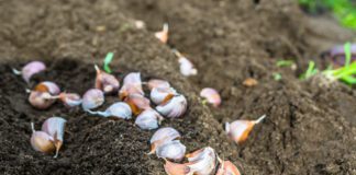 Експерти розповіли, які рослини та культури найкраще посадити взимку заздалегідь