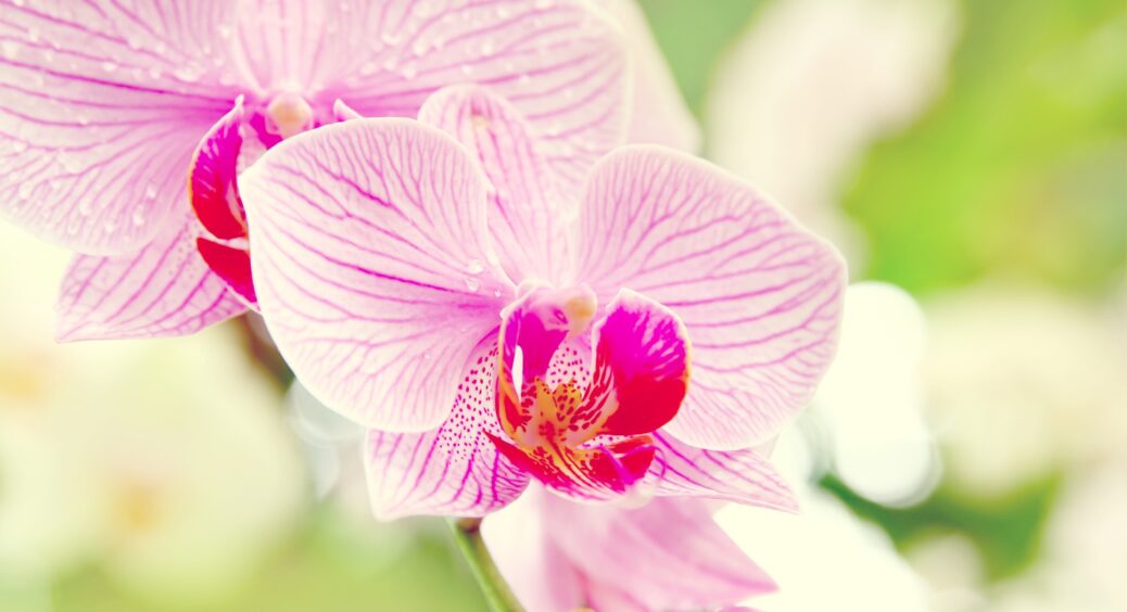 Розбризкайте це на листя – і орхідея знову зацвіте: це добриво готую своїми руками. У ньому багато вітамінів 