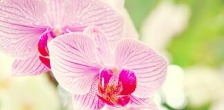 Добриво для орхідеї з бананів