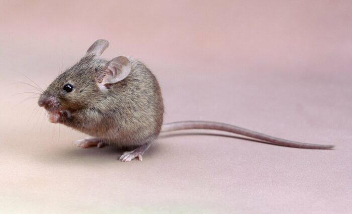 Як вигнати мишей та інших гризунів зі своєї ділянки гуманним способом і без шкоди для себе