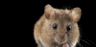 Експерти розповіли, як гуманно вивести мишей з дачі