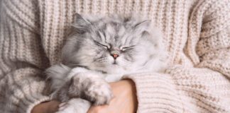 Ветеринари розповіли, чому не можна голити котів