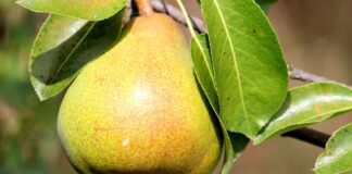 Найкраща підкормка для груші