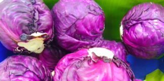 Городник розповів переваги висадки червоної капусти