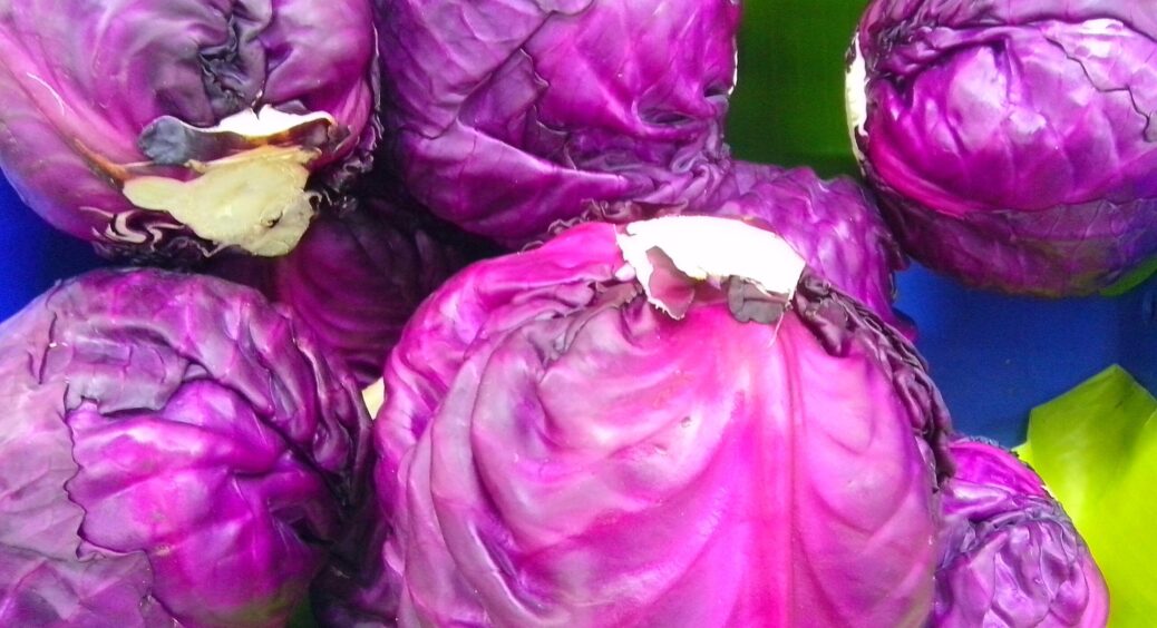 Тепер саджаю тільки червону капусту: родить пишно, не боїться шкідників та майже не потребує догляду 