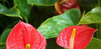 Що робити, якщо пожовтів антуріум