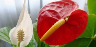 Експерти назвали метод миттєвого оживлення спатифілуму