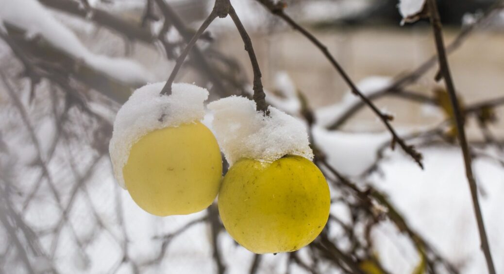 З одного дерева збираю до 100 кг яблук: 4 обов’язкових прийоми, які треба зробити з яблунею у грудні 