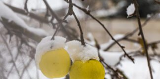 Що зробити з яблунею в грудні, щоб зібрати багатий врожай