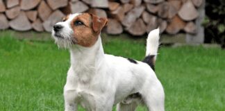 Чому варто завести собаку породи Джек Рассел