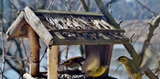 Чим не можна годувати птахів взимку