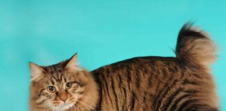 Обираємо чотирилапого друга: сім найкрупніших порід котів у світі