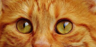 Експерти розповіли, чому коти мнуть лапами людей